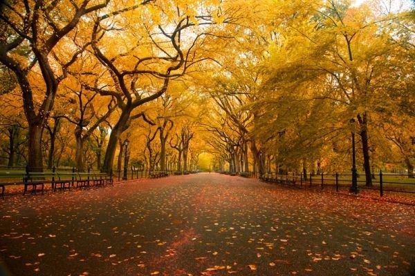 Autumn Tree Tunnel, USA