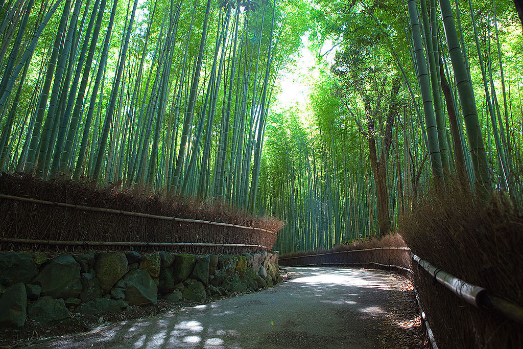 Bamboo Path, Japan