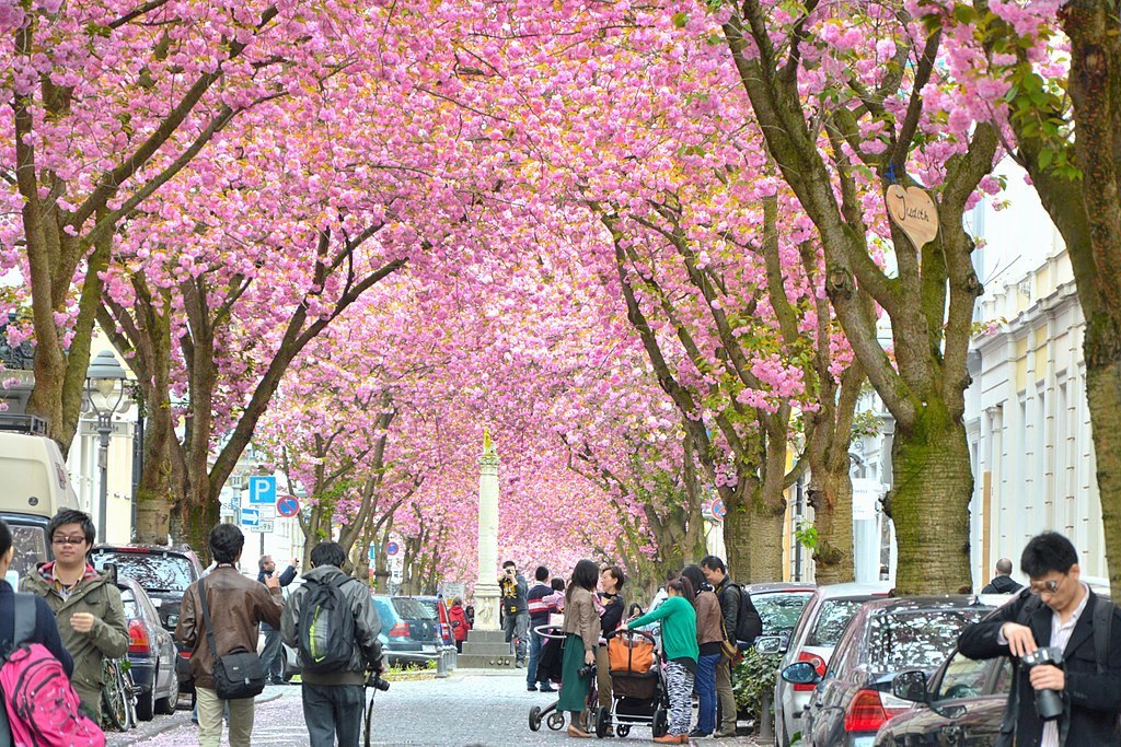 Cherry Blossom Tunnel, Germany