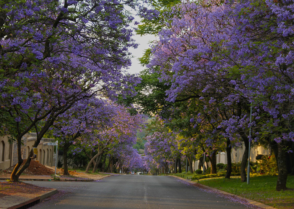 Jacarandas Walk, South Africa